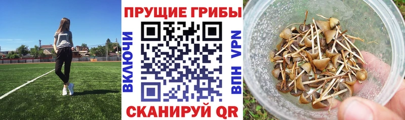 купить   omg ТОР  Псилоцибиновые грибы MAGIC MUSHROOMS  Малоархангельск 
